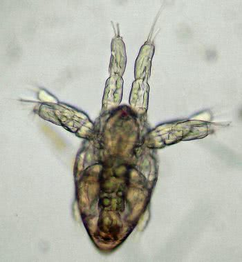 Copepod nauplius